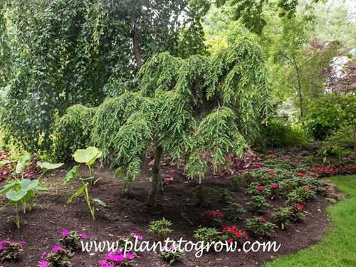 Sargent's Weeping Canadian Hemlock (Tsuga canadensis
Trained to standard form